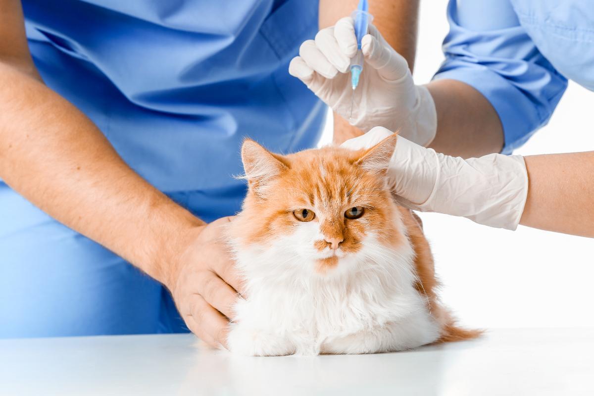Vaccin contre la leucémie féline : effets secondaires et administration