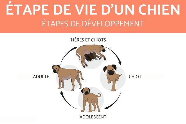 Cycle de vie du chien
