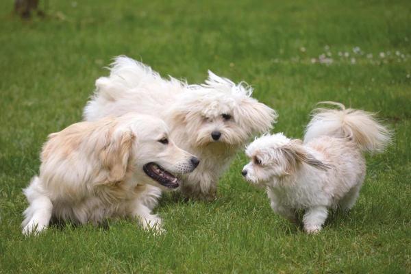 Cycle de vie du chien - Étape de socialisation