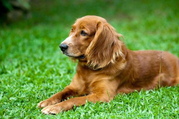 Cycle de vie du chien - Étape juvénile