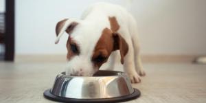 Pourquoi faire ses achats sur un site expert en nutrition animale ?