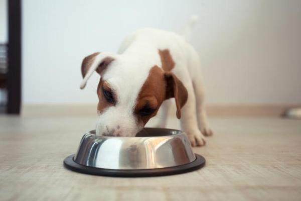 Pourquoi faire ses achats sur un site expert en nutrition animale ?