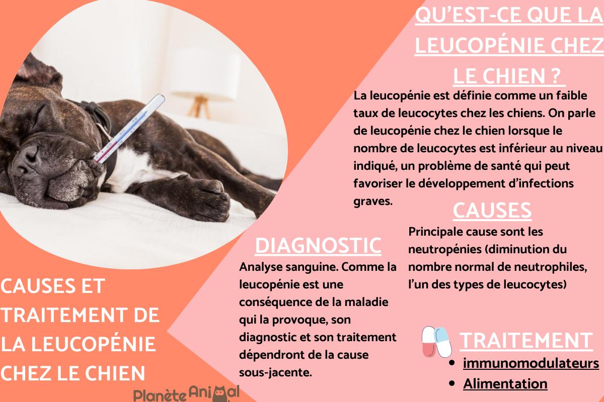 Leucopénie chez le chien - causes et traitement