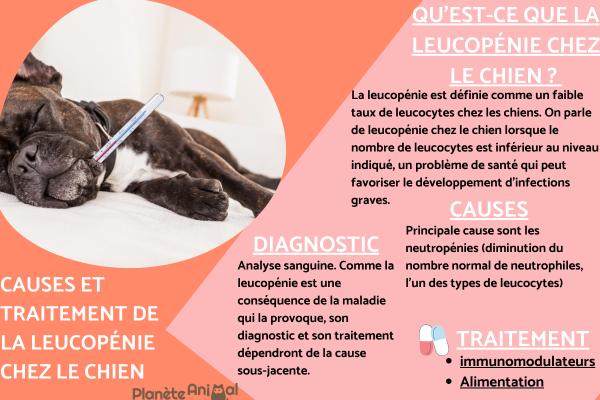 Leucopénie chez le chien - causes et traitement