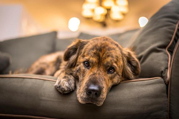 Leucopénie chez le chien - causes et traitement - Symptômes de la leucopénie chez le chien