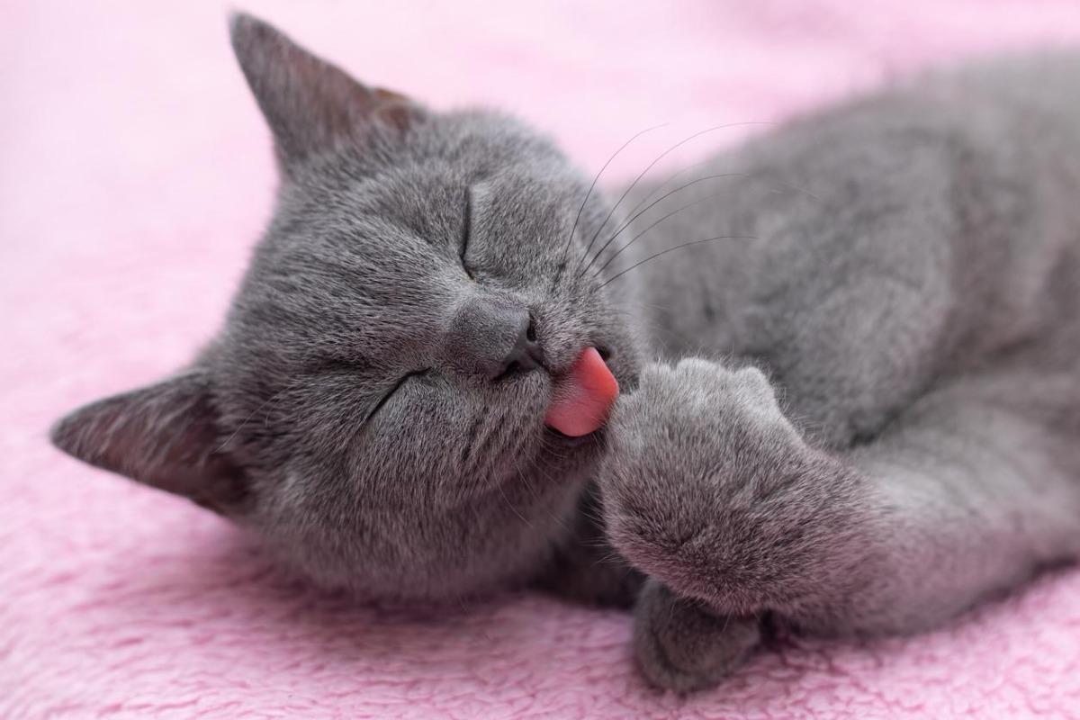 Mon chat ne se lave plus - Causes et que faire