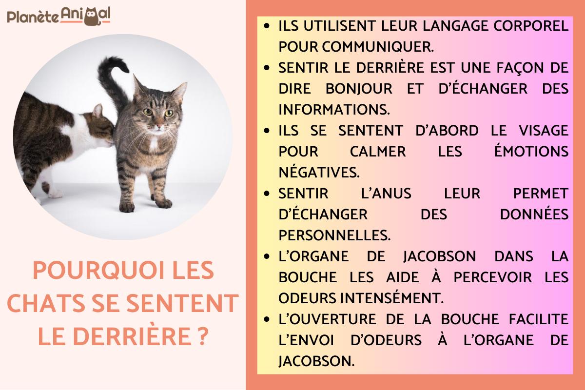 Pourquoi les chats se sentent le derrière ?