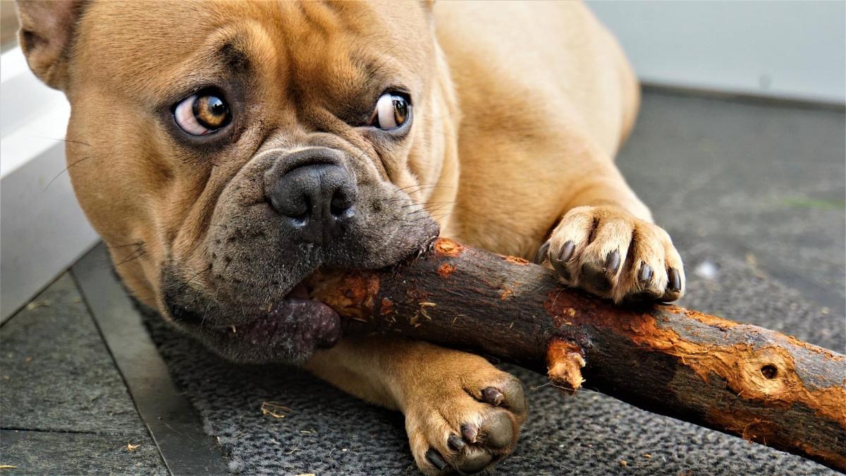 Pourquoi mon chien mange du bois ?