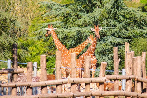 Meilleurs zoos de France - ZooParc de Beauval, le meilleur zoo de France 