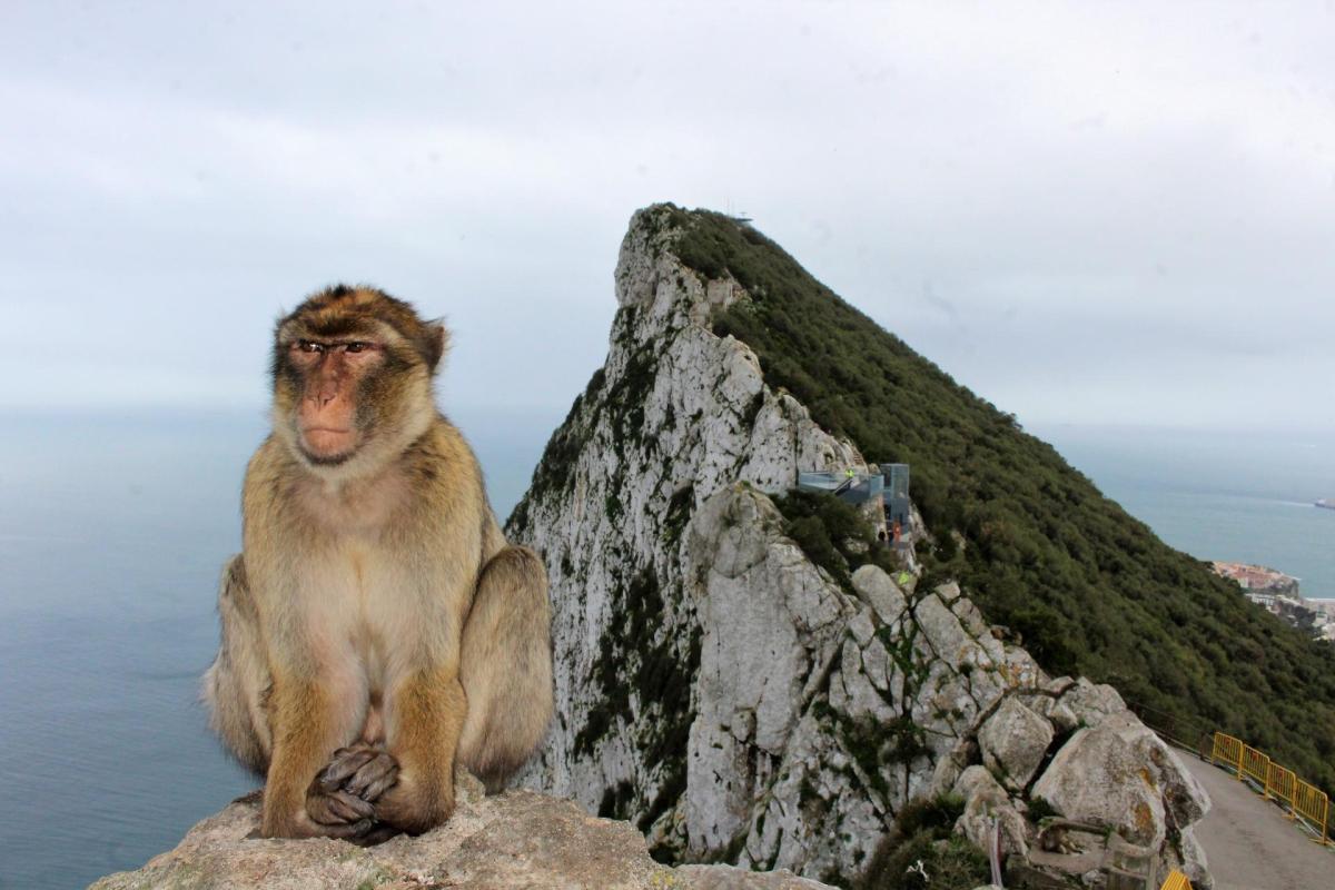 Macaque de Barbarie, le singe de Gibraltar