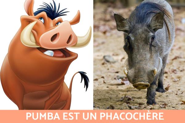 Animaux du Roi Lion - Quel animal est Pumba ?