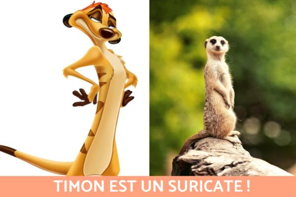 Animaux du Roi Lion - Quel animal est Timon ?