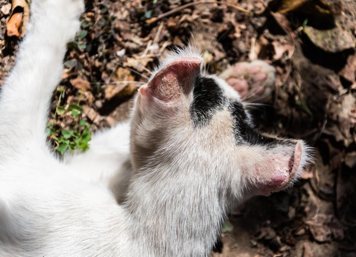 Dermatite solaire chez le chat - Symptômes et traitement