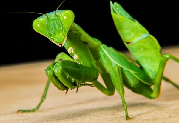 14 PR DATEURS Des GU PES Et Des ABEILLES