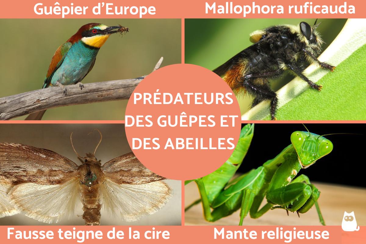 Prédateurs des guêpes et des abeilles