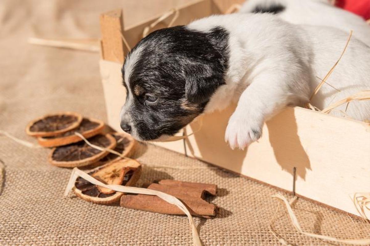 Bienfaits de la cannelle pour le chien