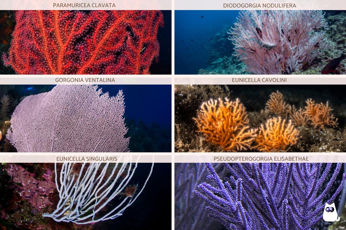 Gorgones de mer : définition et types