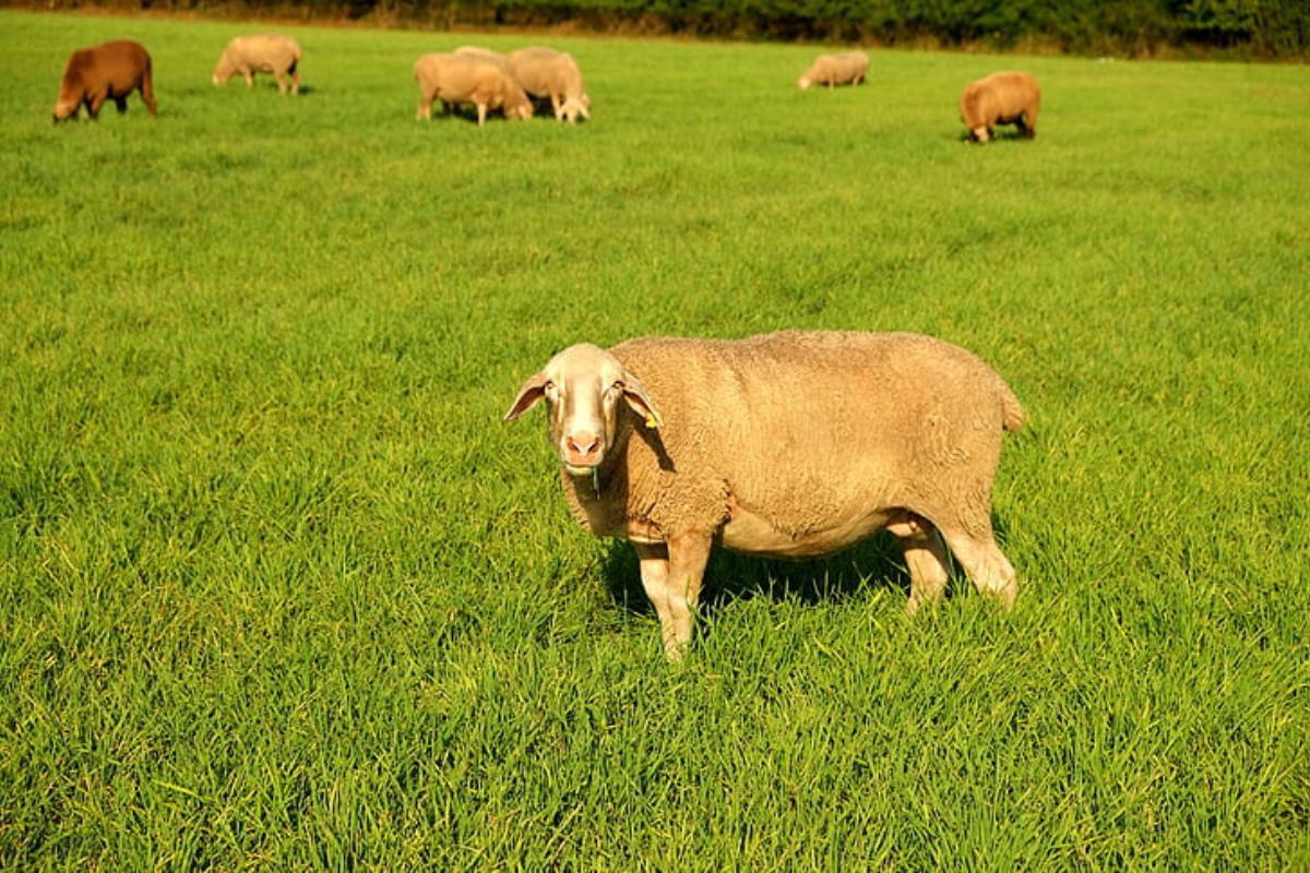 ALIMENTATION du MOUTON et des AGNEAUX