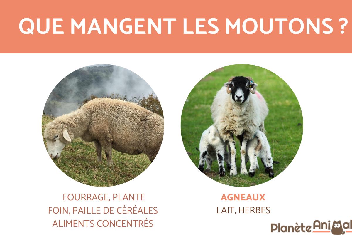 Que mange un mouton ? - Alimentation du mouton