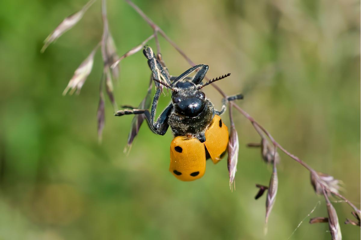 10 Insectes ressemblant aux coccinelles (avec des PHOTOS) — free download