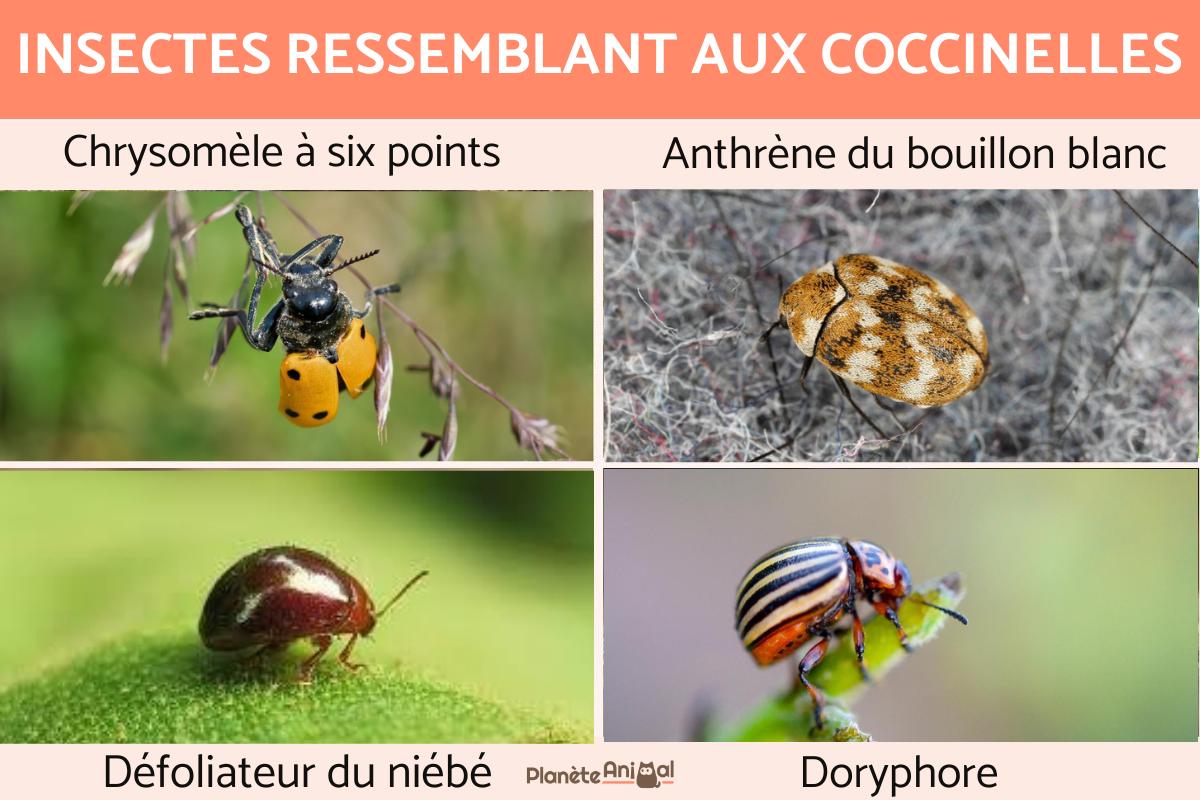 Insectes ressemblant aux coccinelles