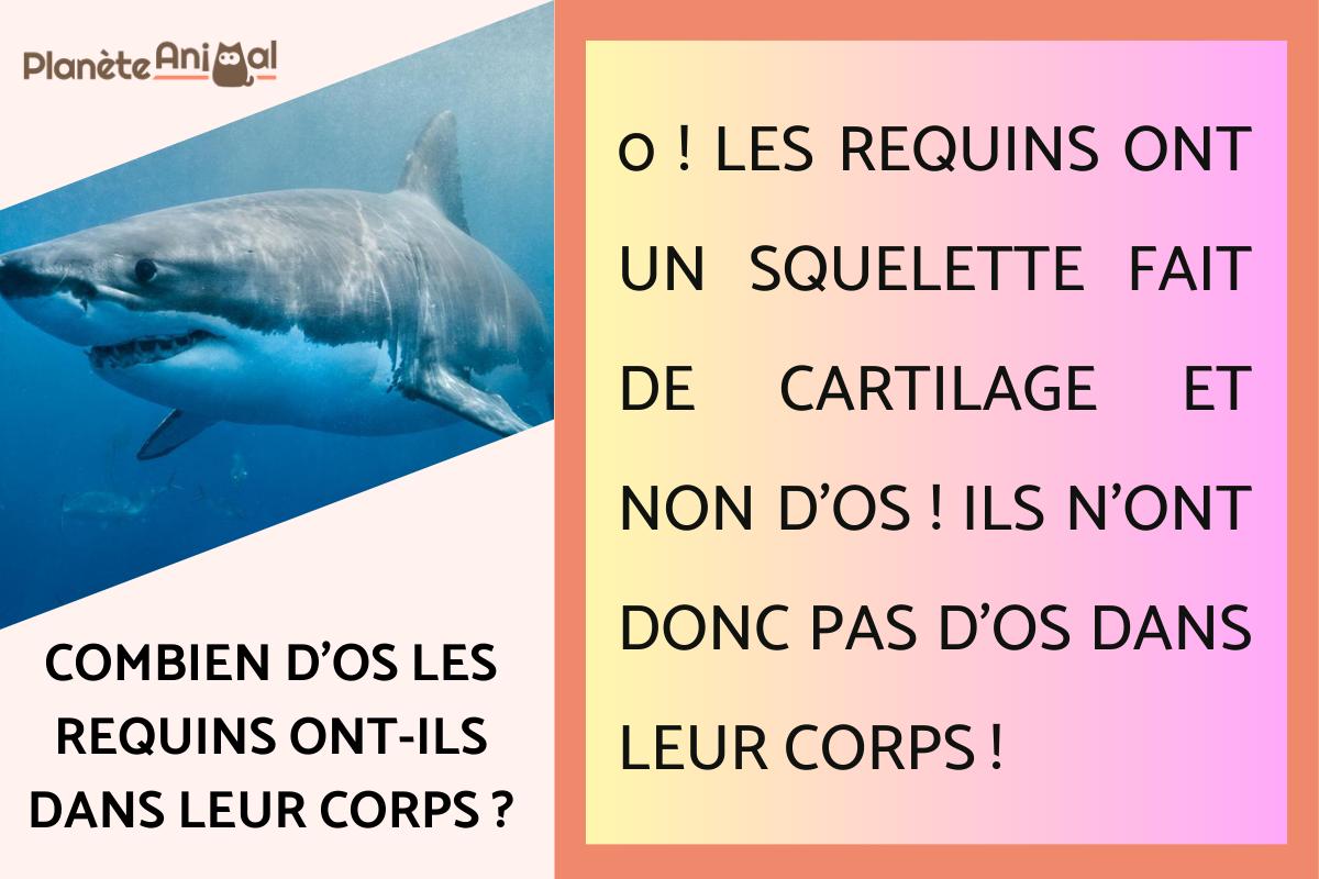 Combien d'os les requins ont-ils dans leur corps ?