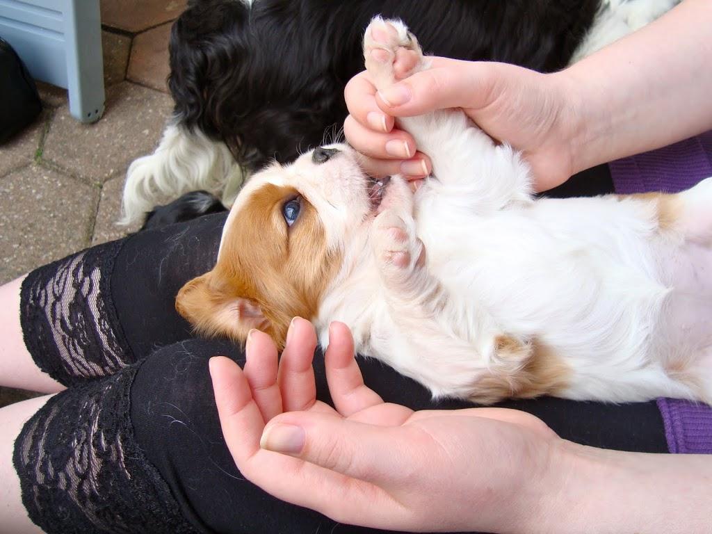 Pourquoi mon chiot me mordille ? Conseils et explications