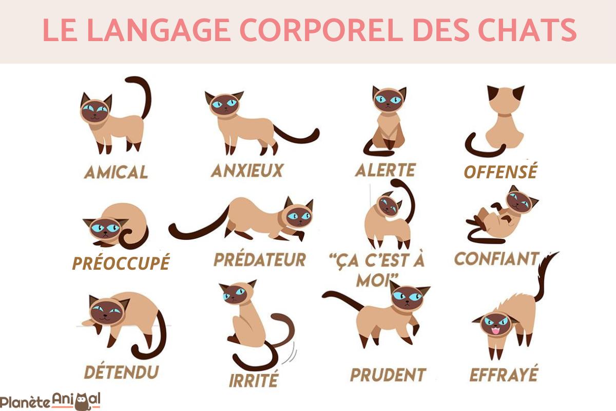 Le langage corporel des chats