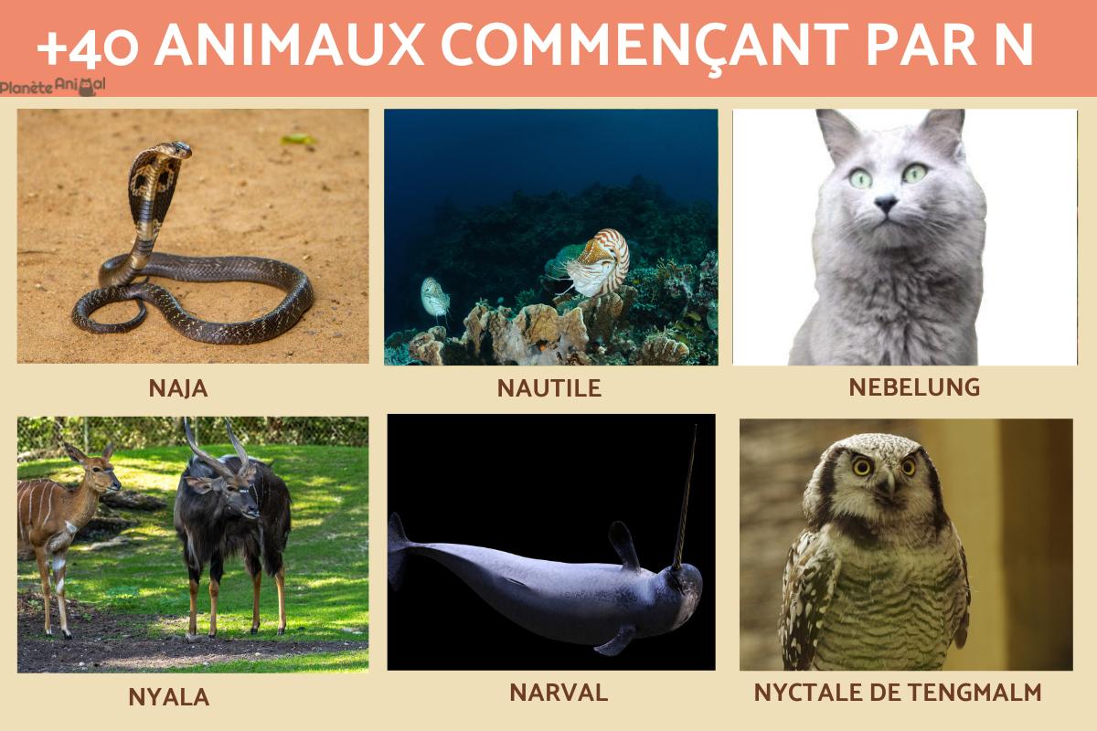 Animaux commençant par N