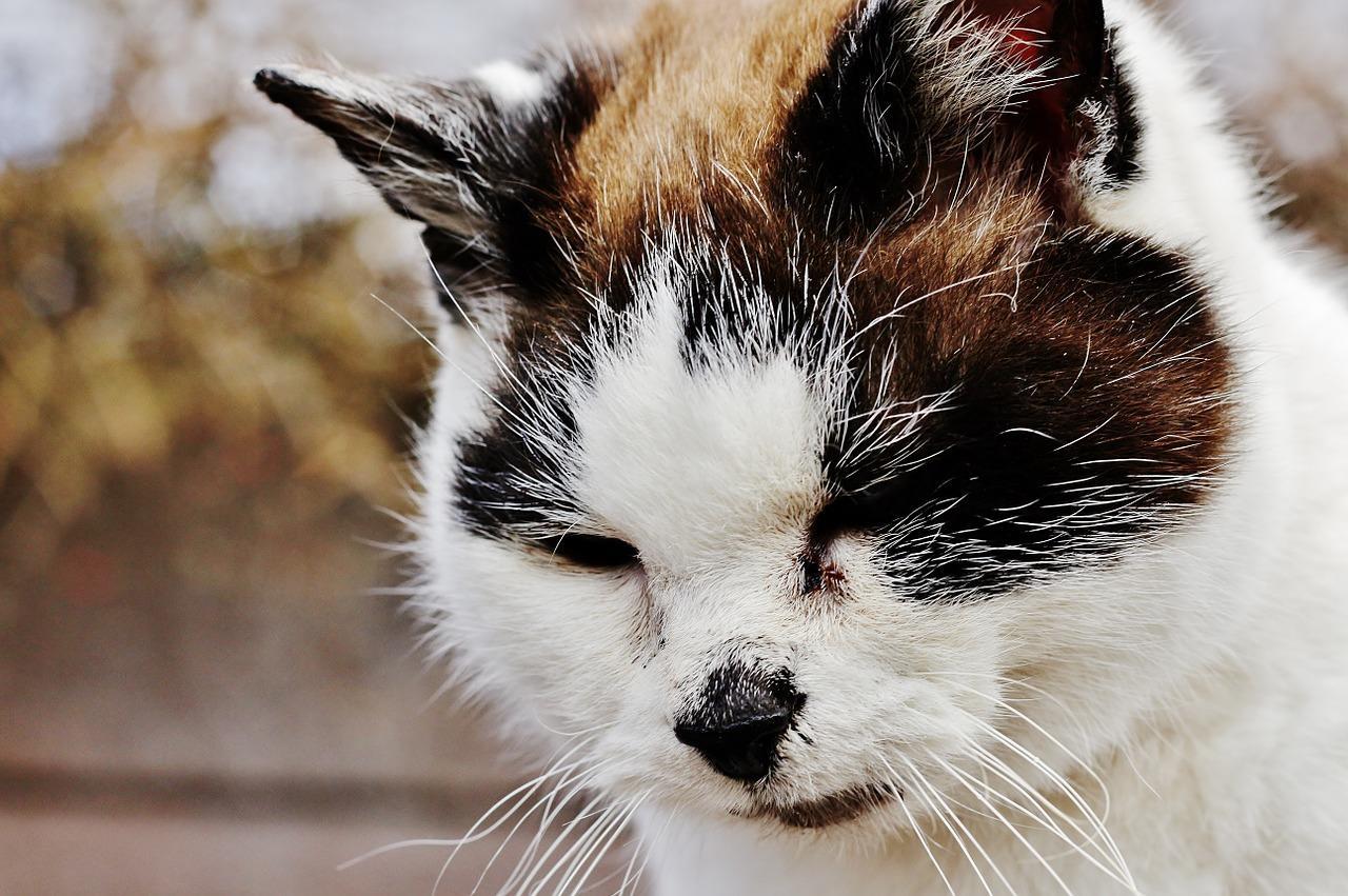 Mon chat vomit du sang Causes principales