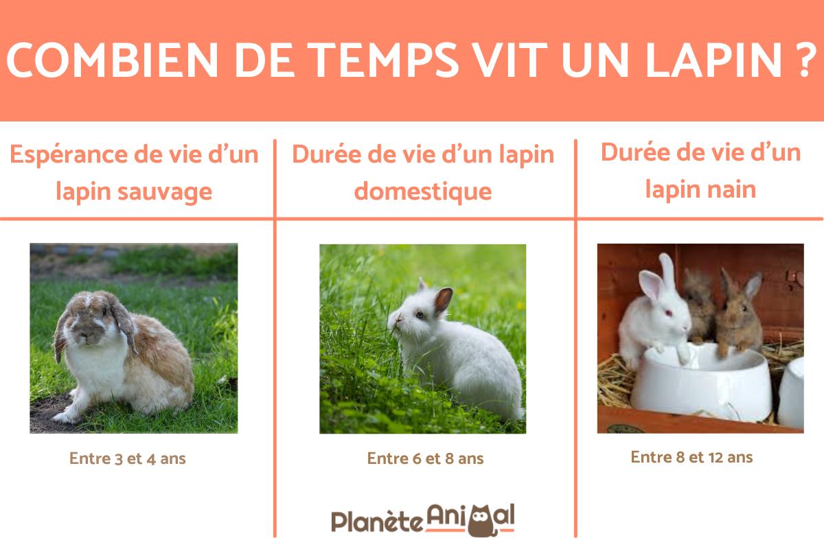 Combien de temps vit un lapin