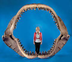 Animaux préhistoriques disparus - Mégalodon (Carcharocles megalodon) - l'un des plus grands prédateurs marins