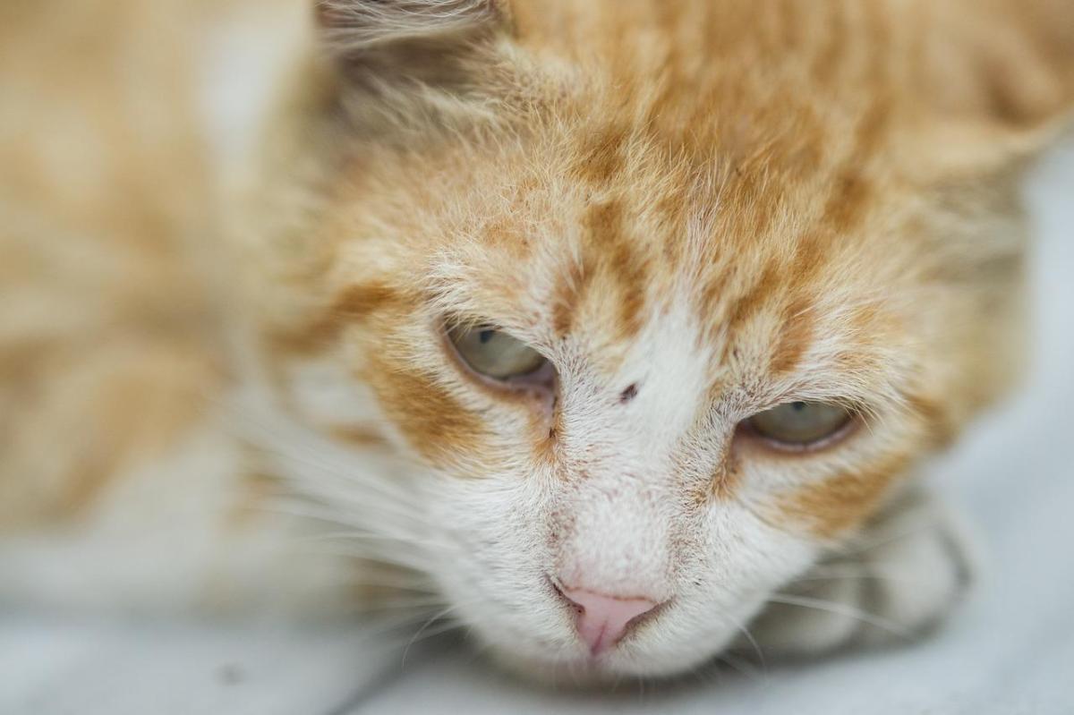 Mon chat vomit du sang - Causes et traitement