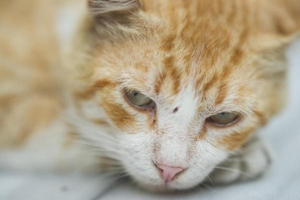 Mon chat vomit du sang - Causes et traitement