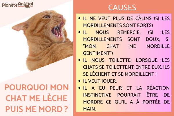 Pourquoi mon chat me lèche puis me mord ?