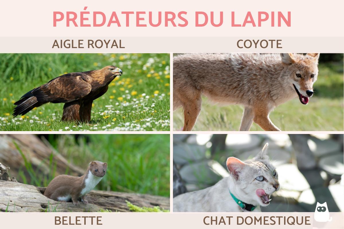 Prédateurs du lapin