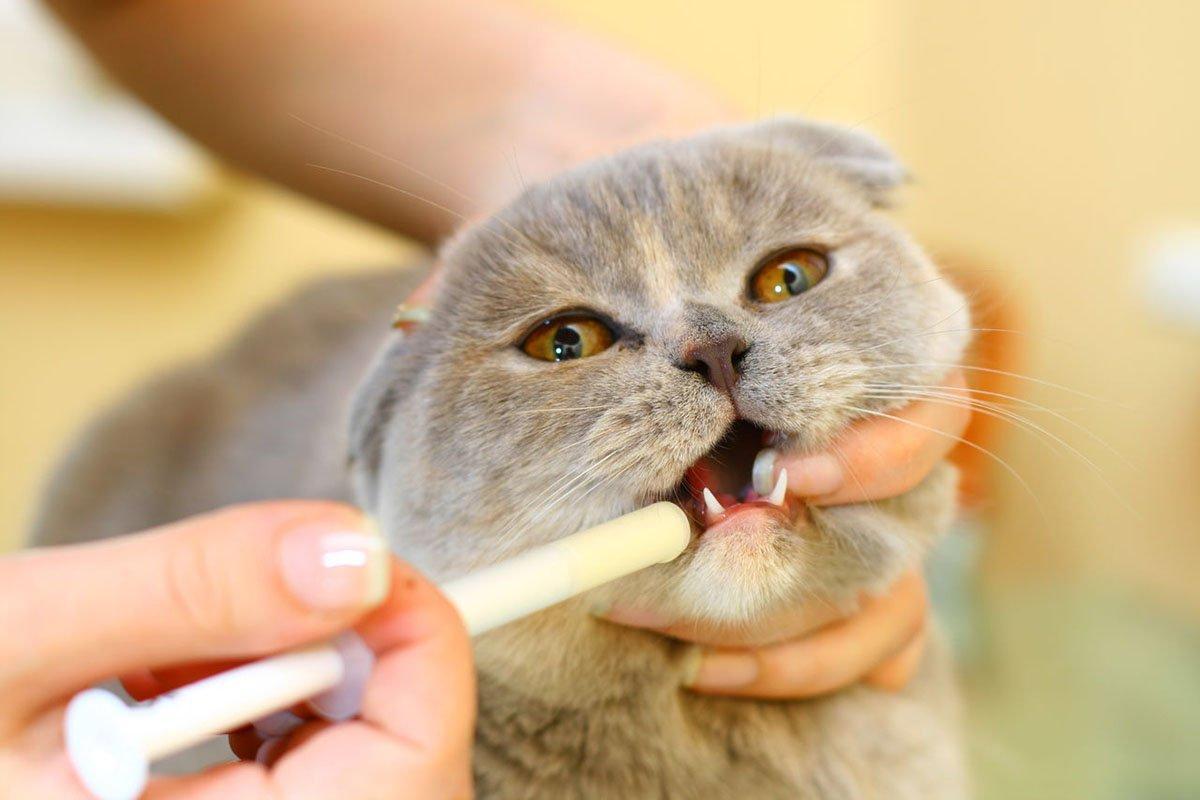 Meloxidyl pour chat - Effets secondaires et posologie