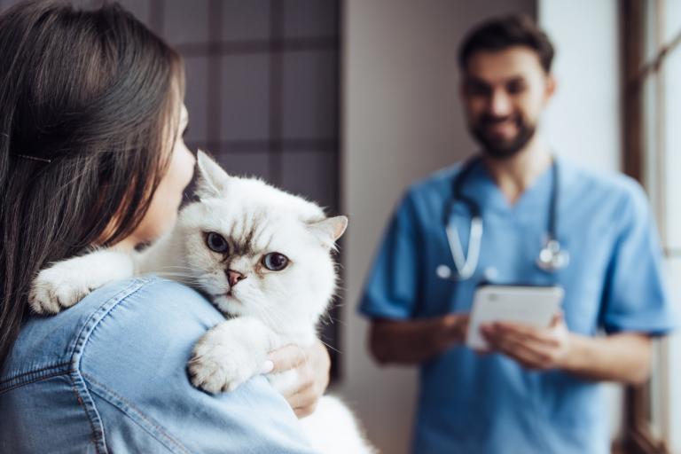 Meloxidyl pour chat Effets secondaires et posologie