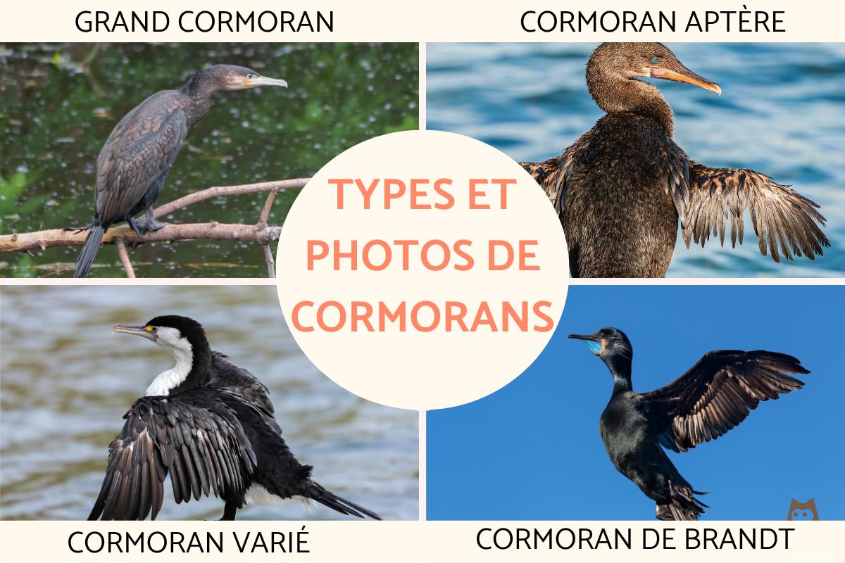 Cormorans : types et photos