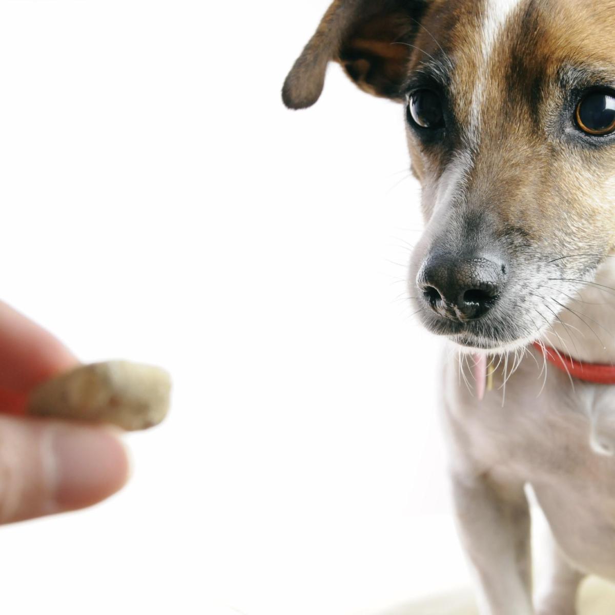 Renforcement positif pour les chiens