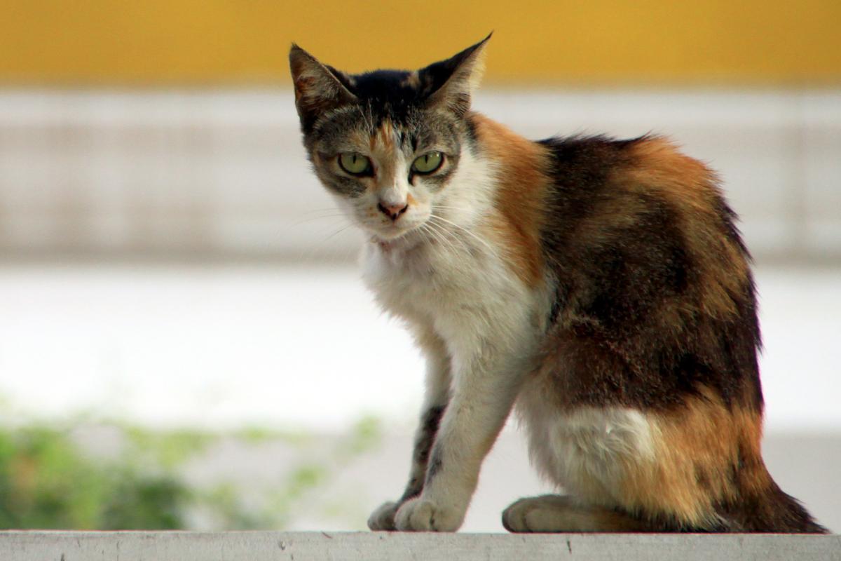 Je sens la colonne vertébrale de mon chat : causes et que faire