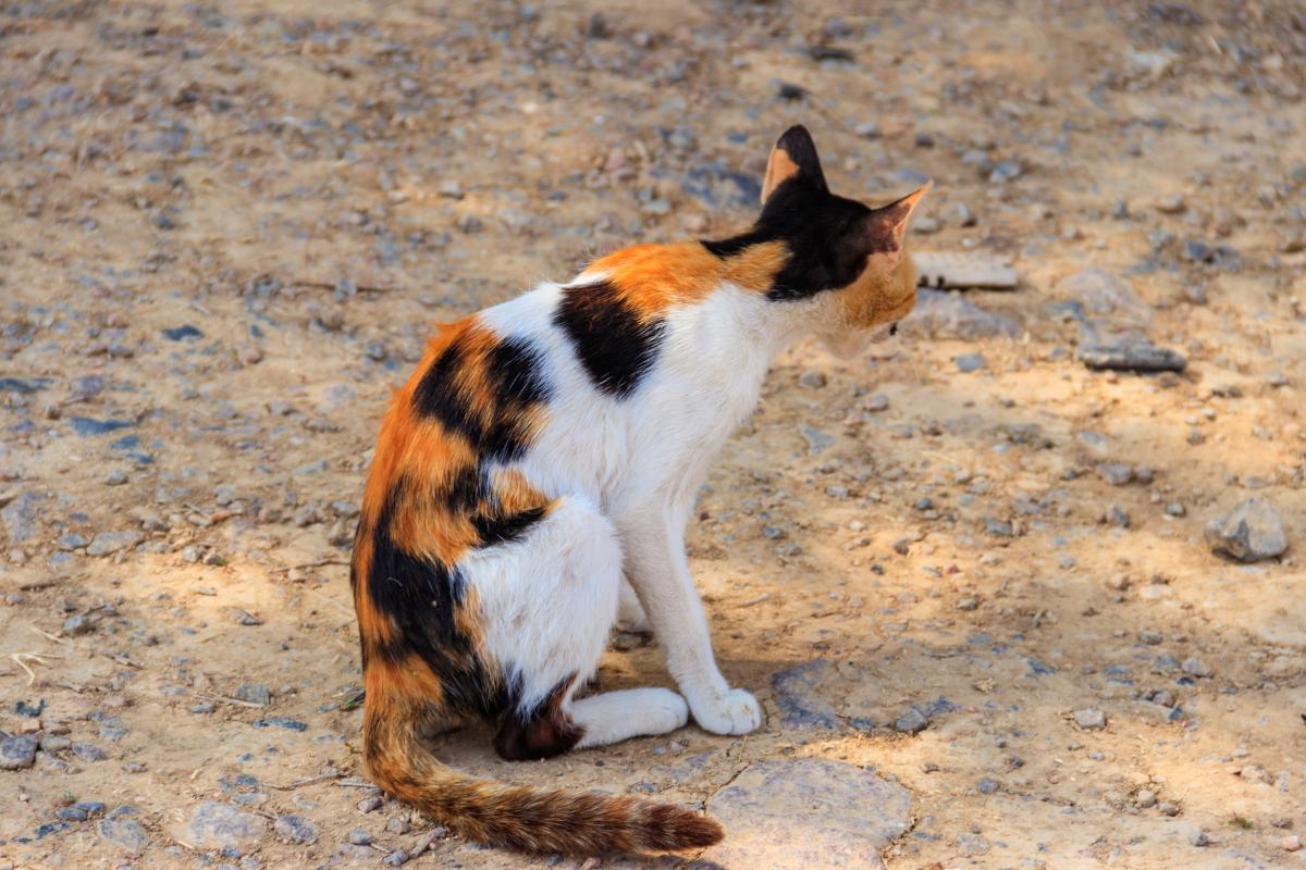 Je sens la colonne vertébrale de mon chat causes et que faire