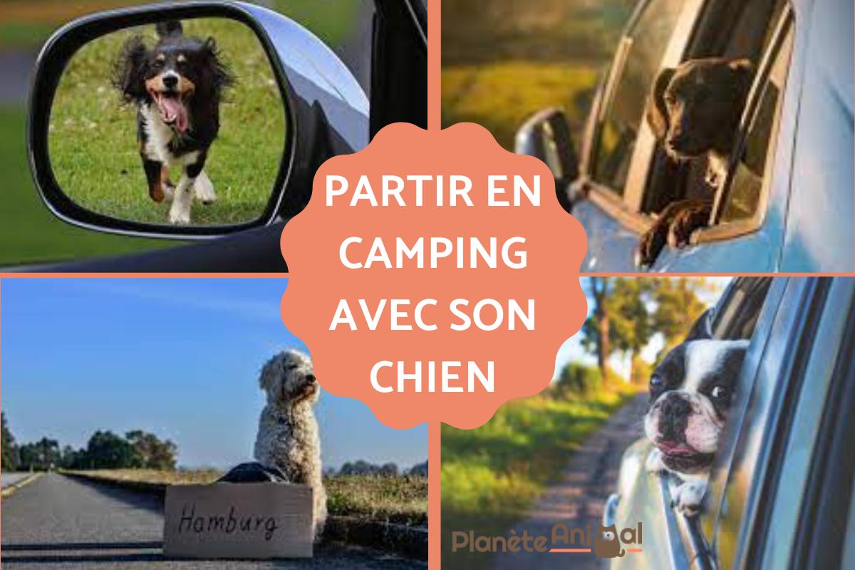 Partir en camping avec son chien