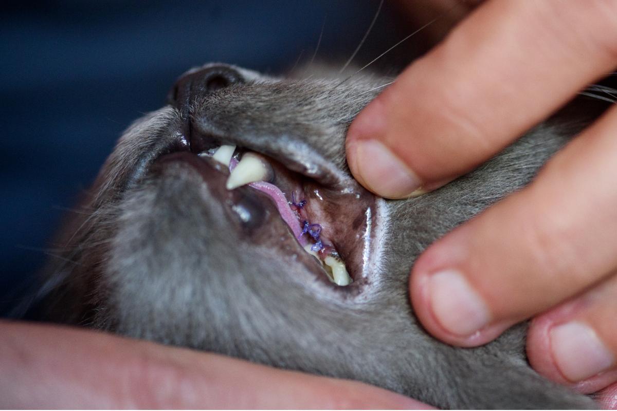 Je sens la colonne vertébrale de mon chat causes et que faire