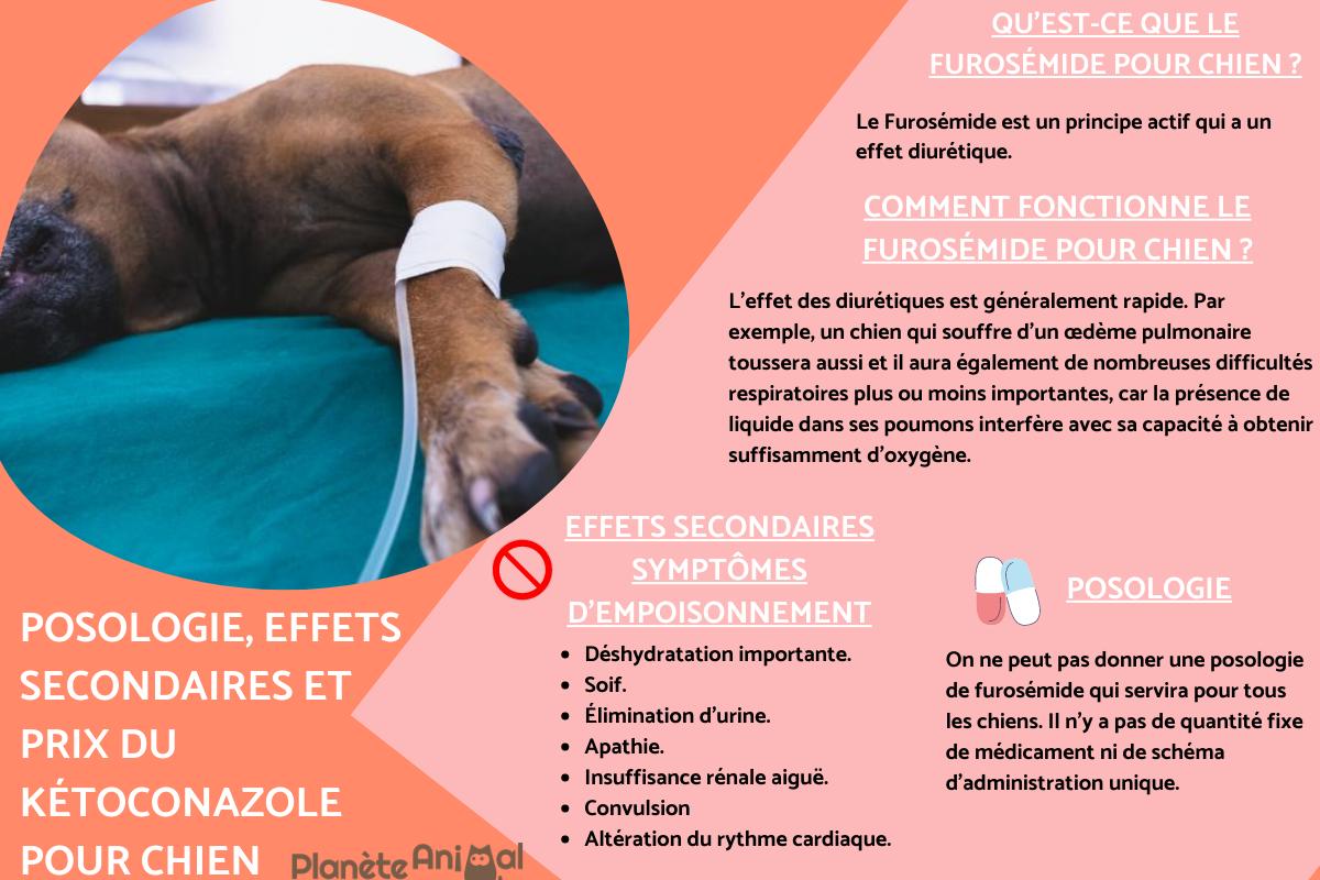 Furosémide pour chien - Posologie, effets secondaires et contre-indications