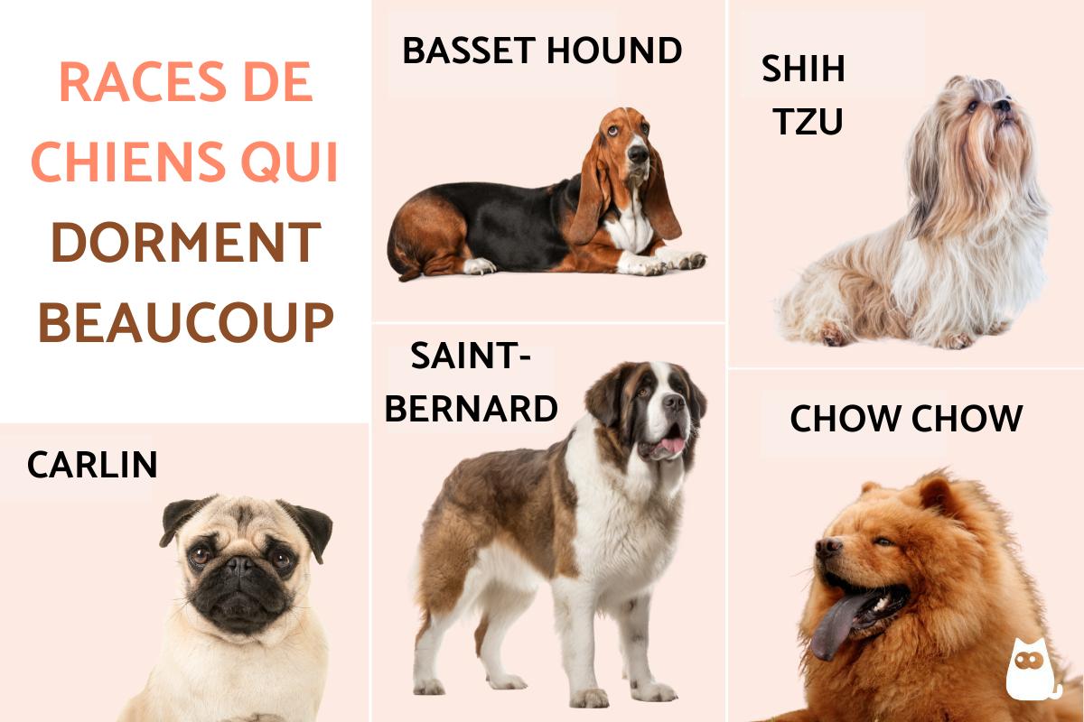 Races de chiens qui dorment beaucoup
