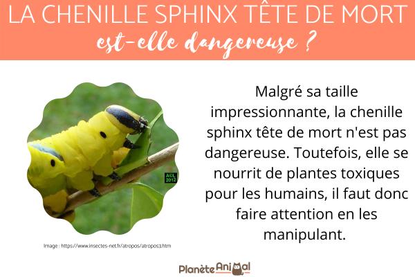 La chenille sphinx tête de mort est-elle dangereuse ?