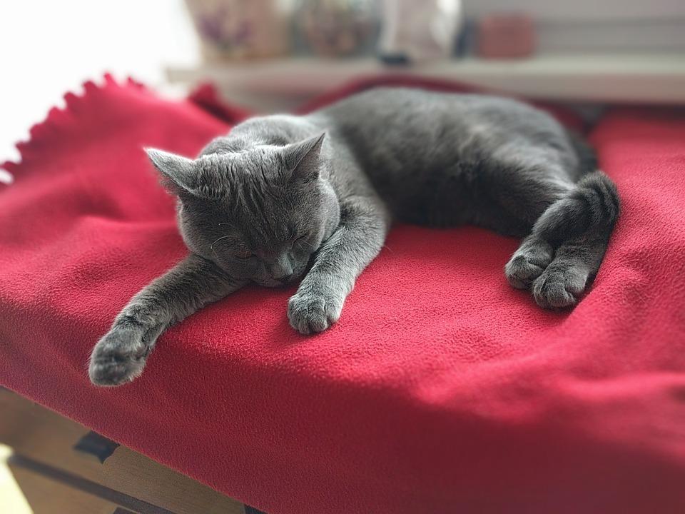 MAL de chez le CHAT SYMPTÔMES, CAUSES et TRAITEMENT
