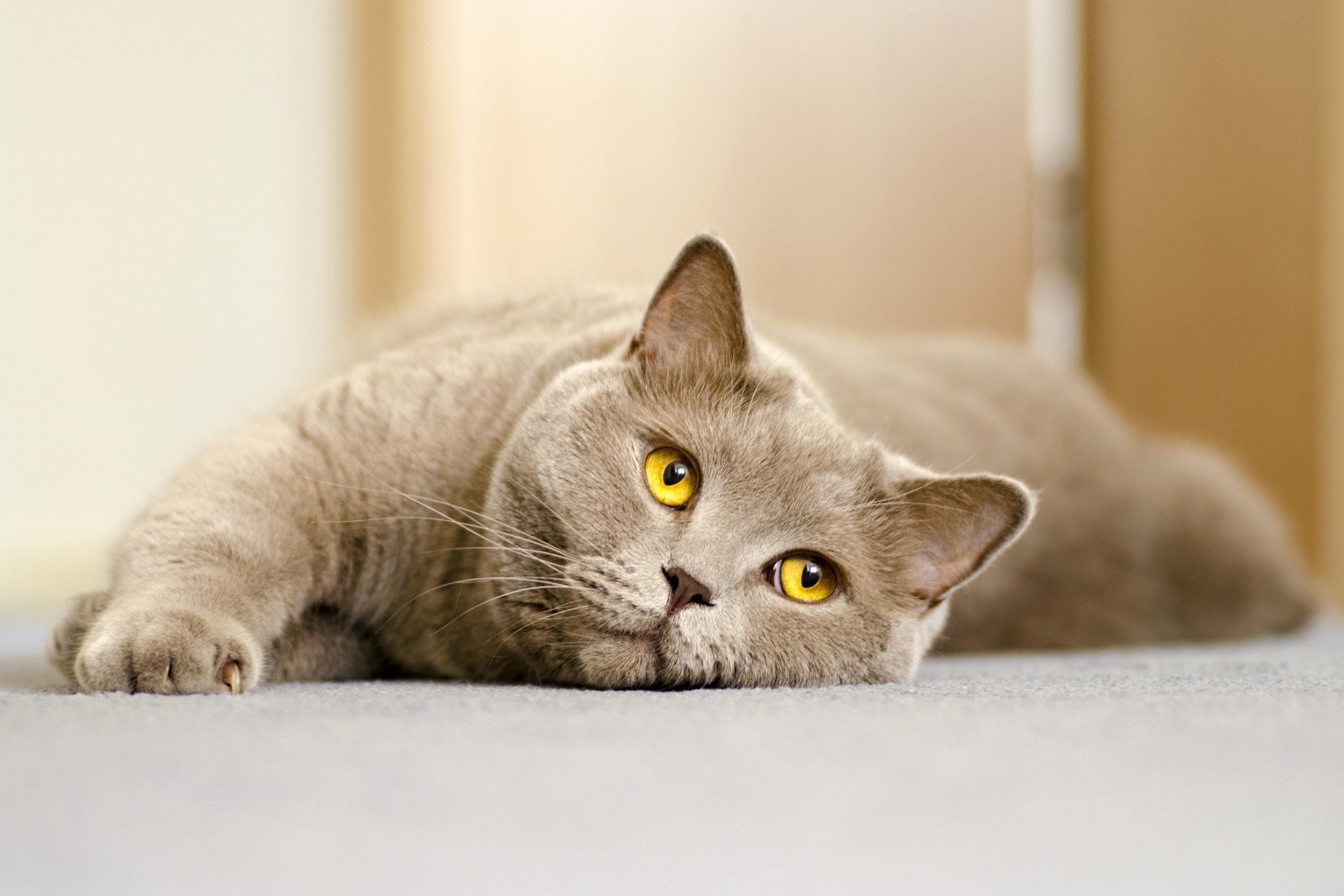 MAL de chez le CHAT SYMPTÔMES, CAUSES et TRAITEMENT