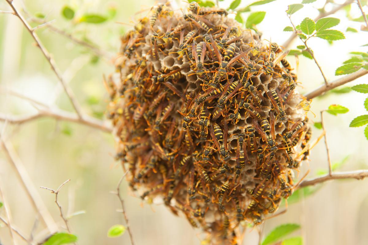 Ruche d'abeille - Types et caractéristiques